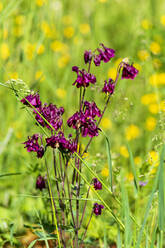 Rote Akelei (Aquilegia) in Blüte - NDF01079