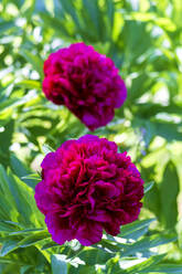 Vibrant red peony in bloom - NDF01081