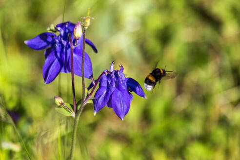 Hummel fliegt an violett blühenden Akeleien (Aquilegia) vorbei - NDF01083