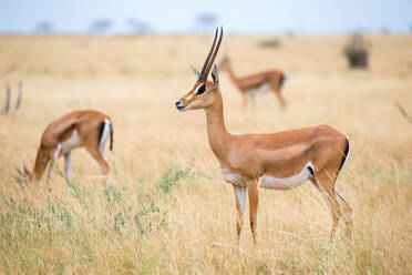 Eine Antilope im Grasland der Savanne von Kenia - CAVF85068