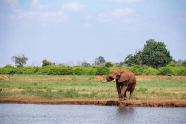 Ein Elefant am Wasserloch in der Savanne von Kenia - CAVF85070