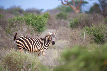 Ein Zebra steht und beobachtet zwischen den Büschen - CAVF85071