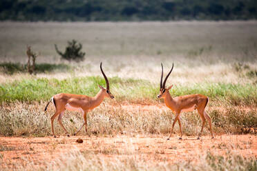 Eine Antilope im Grasland der Savanne in Kenia - CAVF85072