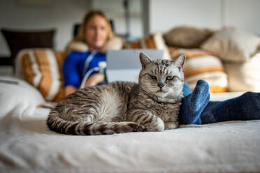 Katze auf dem Bett liegend mit Frau mit Laptop im Hintergrund zu Hause - EYF05676