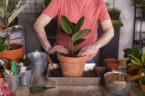 Mann pflanzt Gummifeige im Topf in einer Gärtnerei - RTBF01458