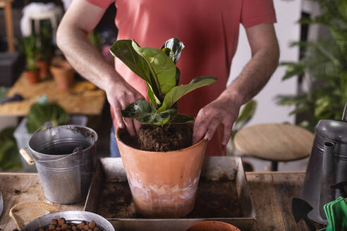 Man planting fiddle-leaf fig plant in pot at home - RTBF01467