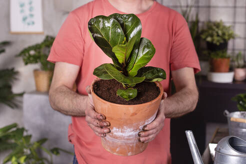Mature man holding fiddle-leaf fig potted plant at home - RTBF01470