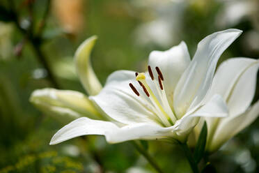 Nahaufnahme einer weißen Blume, die im Freien blüht - EYF05748