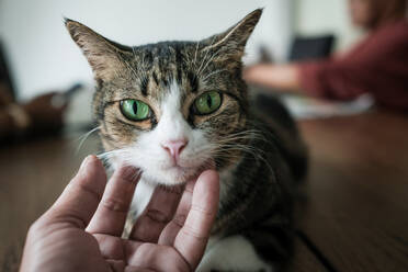 Nahaufnahme einer Hand, die eine Katze streichelt - EYF05781