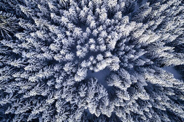 Luftaufnahme von Schnee bedeckten Kiefern im Wald im Winter - EYF05870