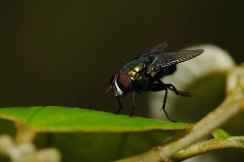 Stubenfliege auf einem Blatt ruhend - CAVF85284