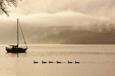 Enten schwimmen bei einem Segelboot auf dem See Windermere im Lake District - CAVF85319