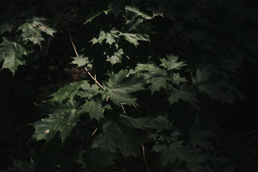 Nahaufnahme von Sonnenlicht auf grünen Ahornblättern im Wald - JVSF00010