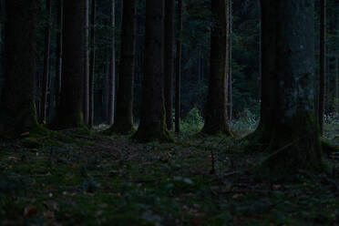 Bäume im Wald bei Nacht - EYF06014