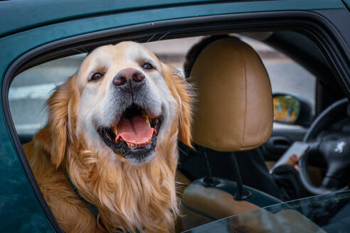 Nahaufnahme eines Hundes im Auto - EYF06082