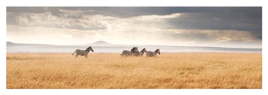 Zebras Walking On Feld gegen bewölkten Himmel - EYF06091