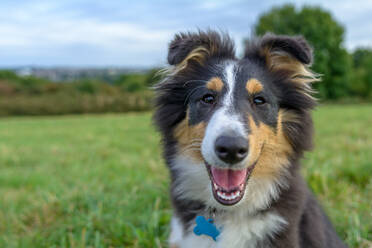 Nahaufnahme Porträt von Shetland Sheepdog auf grasbewachsenen Feld - EYF06124