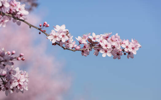Low Angle View Of Pink Cherry Blossoms In Spring - EYF06146