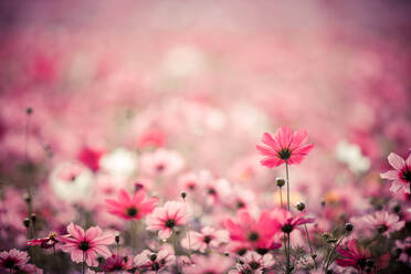 Nahaufnahme von rosa Kosmos Blumen - EYF06229