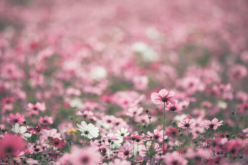 Nahaufnahme von rosa Kosmos Blumen auf Feld - EYF06230