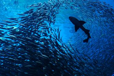 Low Angle View Of Fish Swimming In Sea - EYF06250