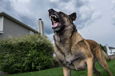 Low Angle View of German Shepherd Bellen im Hof gegen den Himmel - EYF06295