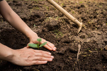 Cropped Image Of Woman Planting Plant - EYF06403