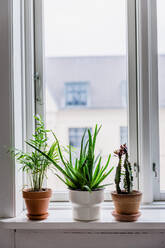 Topfpflanzen auf der Fensterbank zu Hause - EYF06475