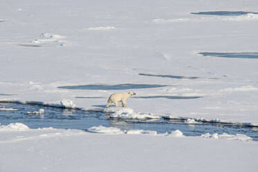 Einsamer Eisbär (Ursus maritimus) beim Durchqueren des Schnees im Nordpolgebiet - RUNF03524