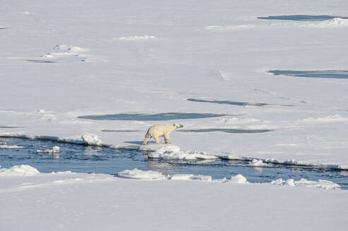 Lone polar bear (Ursus maritimus) traversing through snow in North Pole area - RUNF03524