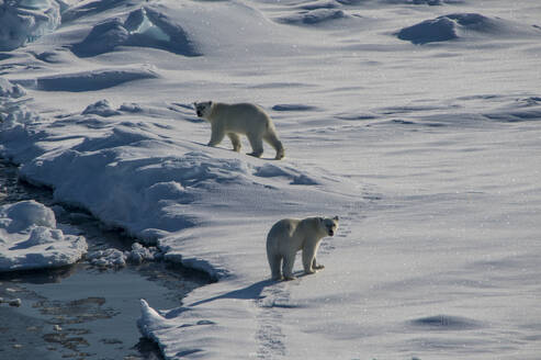 Two polar bears (Ursus maritimus) looking at camera while traversing through snow in North Pole area - RUNF03525