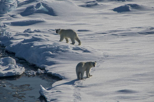 Zwei Eisbären (Ursus maritimus) schauen in die Kamera, während sie durch den Schnee im Nordpolgebiet wandern - RUNF03525
