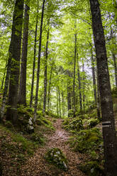 Italy, Province of Udine, Tarvisio, Footpath in green springtime forest in Italian Alps - GIOF08407