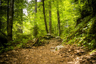 Italy, Province of Udine, Tarvisio, Footpath in green springtime forest in Italian Alps - GIOF08415