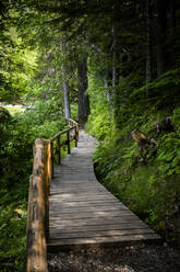 Italy, Province of Udine, Tarvisio, Forest boardwalk in Italian Alps - GIOF08416