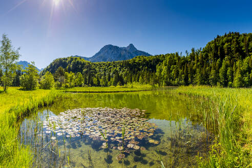 Deutschland, Bayern, Füssen, Seerosen am Seeufer im Schwanseepark - WGF01330