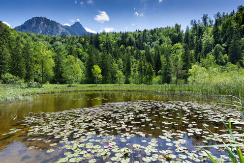 Germany, Bavaria, Fussen, Water lilies growing on lakeshore in Schwansee Park stock photo