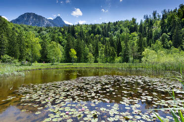 Germany, Bavaria, Fussen, Water lilies growing on lakeshore in Schwansee Park - WGF01331