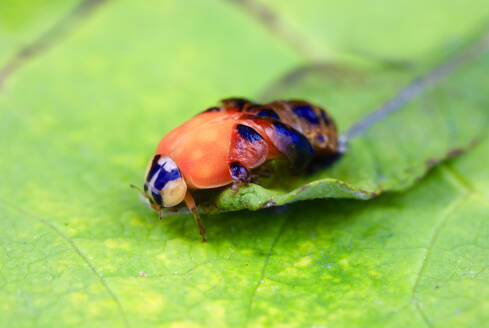 Asian ladybeetle (Harmonia axyridis) hatching on leaf - JTF01586