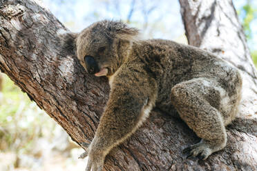 Nahaufnahme eines auf einem Baumstamm schlafenden Koalas auf Magnetic Island, Queensland, Australien - KIJF03094