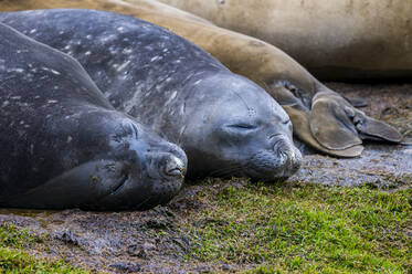 Südliche Seeelefanten (Mirounga leonina) schlafen auf dem Boden - RUNF03558