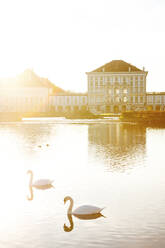 Germany, Bavaria, Munich, Swans swimming in Nymphenburg Palace Park at sunset - PUF01902