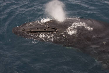 Kopf eines Buckelwals (Megaptera novaeangliae), der Wasser bläst - RUNF03567