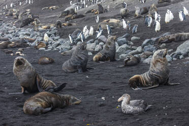 UK, Südgeorgien und Südliche Sandwichinseln, Kolonien von Zügelpinguinen (Pygoscelis antarcticus) und antarktischen Pelzrobben (Arctocephalus gazella) auf Saunders Island - RUNF03569