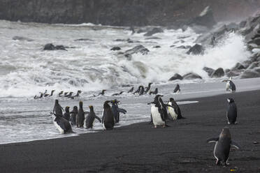 UK, Südgeorgien und Südliche Sandwichinseln, Zügelpinguin-Kolonie (Pygoscelis antarcticus) an der Küste von Saunders Island - RUNF03570