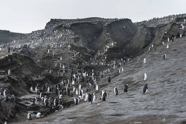 UK, Südgeorgien und Südliche Sandwichinseln, Zügelpinguin-Kolonie (Pygoscelis antarcticus) auf Saunders Island - RUNF03573