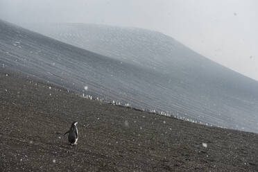 UK, Südgeorgien und Südliche Sandwichinseln, Zügelpinguin-Kolonie (Pygoscelis antarcticus) am vulkanischen Hang von Saunders Island - RUNF03574