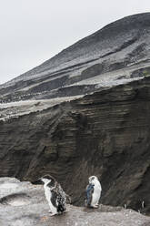 UK, Südgeorgien und Südliche Sandwichinseln, Zwei Zügelpinguine (Pygoscelis antarcticus) stehen am Rand einer vulkanischen Klippe auf Saunders Island - RUNF03577