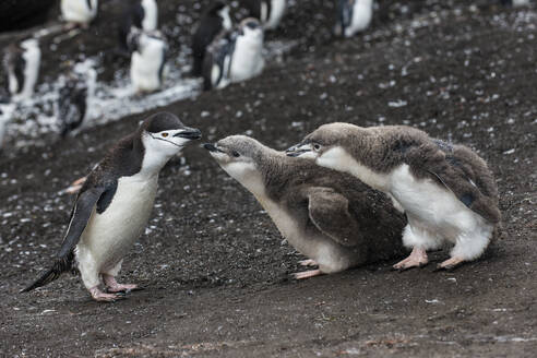 UK, Südgeorgien und Südliche Sandwichinseln, Zügelpinguin (Pygoscelis antarcticus) beim Füttern der Küken auf Saunders Island - RUNF03578