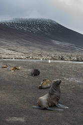 UK, Südgeorgien und Südliche Sandwichinseln, Kolonien von Zügelpinguinen (Pygoscelis antarcticus) und antarktischen Pelzrobben (Arctocephalus gazella) auf Saunders Island - RUNF03583